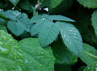 明确的雨滴轻轻摇曳的叶子上形成花纹细致