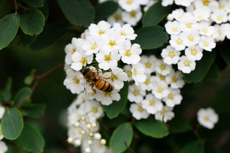 上一朵白色的樱花的蜜蜂