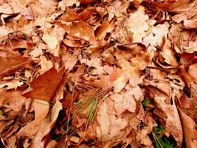 橡树叶。秋公园地面与地毯干橙橡树叶 折断的小树枝和长松针