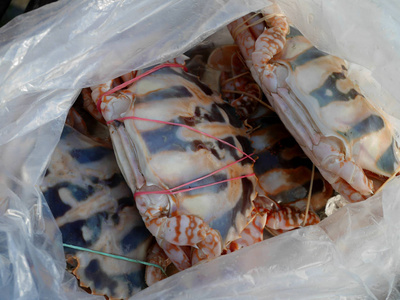 新鲜的花蟹或塑料袋里的蓝蟹
