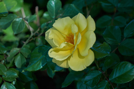 在花园里盛开的黄玫瑰图片