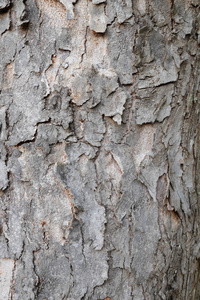 树的树皮木材纹理背景