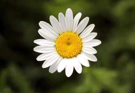 药用洋甘菊图片-药用洋甘菊素材-药用洋甘菊插画-摄图新视界