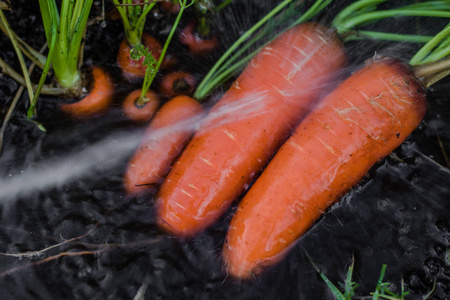 覆盖在土壤冲刷的新鲜胡萝卜