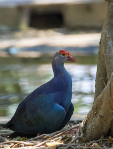 Pukeko 鸟自然背景的图像。野生动物