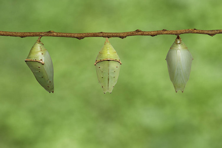 蝴蝶的蝶蛹图片-蝴蝶的蝶蛹素材-蝴蝶的蝶蛹插画-摄图新视界