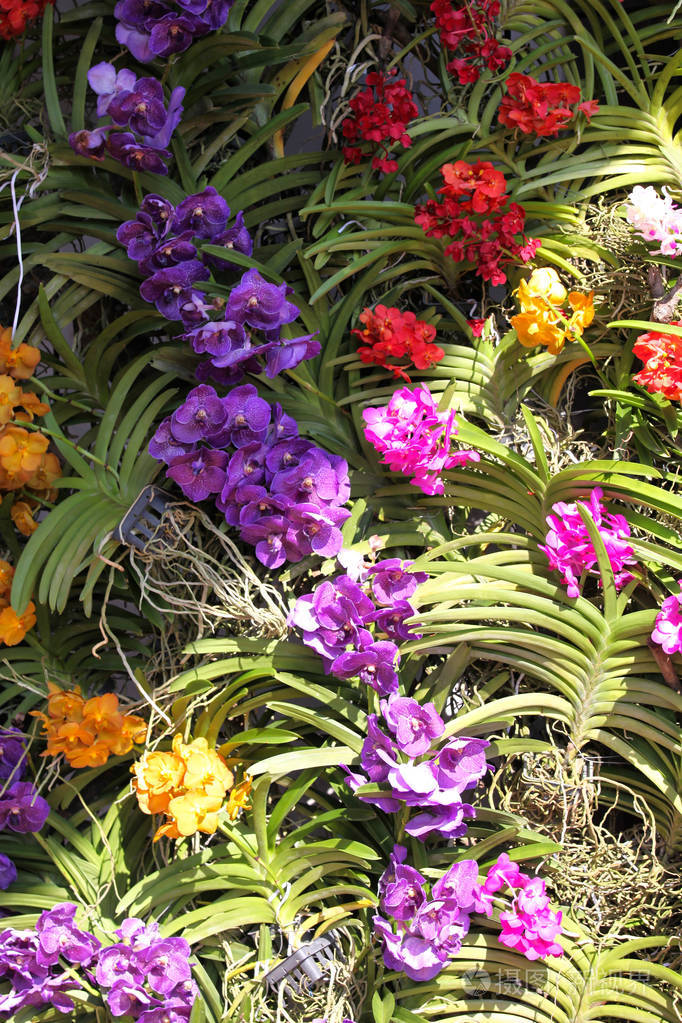五彩缤纷的五彩花泰国东南亚