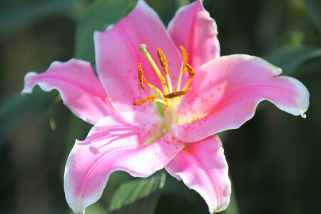 五彩缤纷的百合花,泰国,东南亚照片