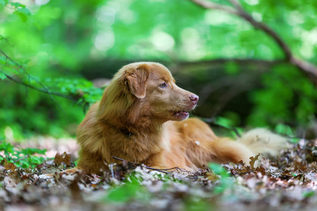 新斯科舍省鸭寻回犬在森林里