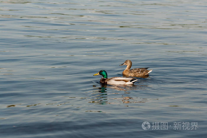 鸭和德雷克浮在水面上
