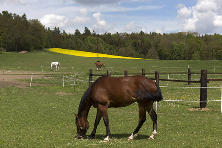 荷兰的马匹在绿色的牧场上放牧马匹照片