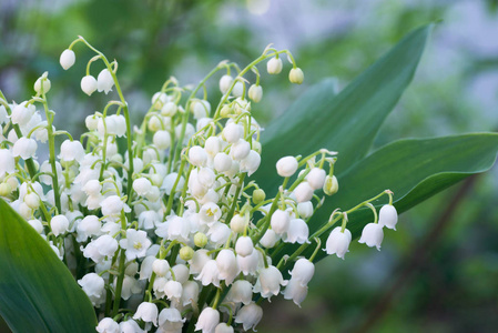 山谷的百合花花