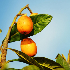 果树。夏季时间