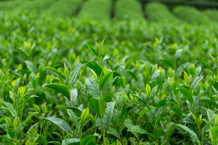 在日本茶花园图片