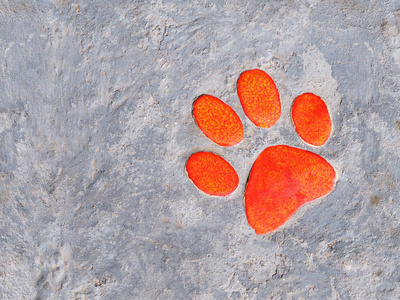 装饰花园小径图片