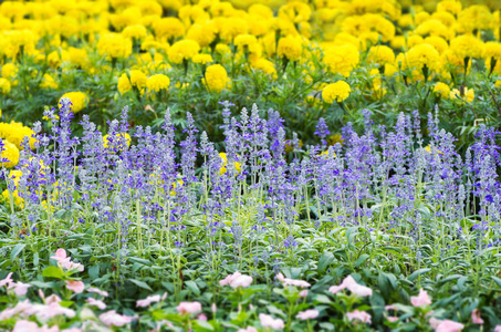 蓝色丹参鲜花