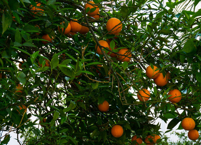 橘树。花园里的水果