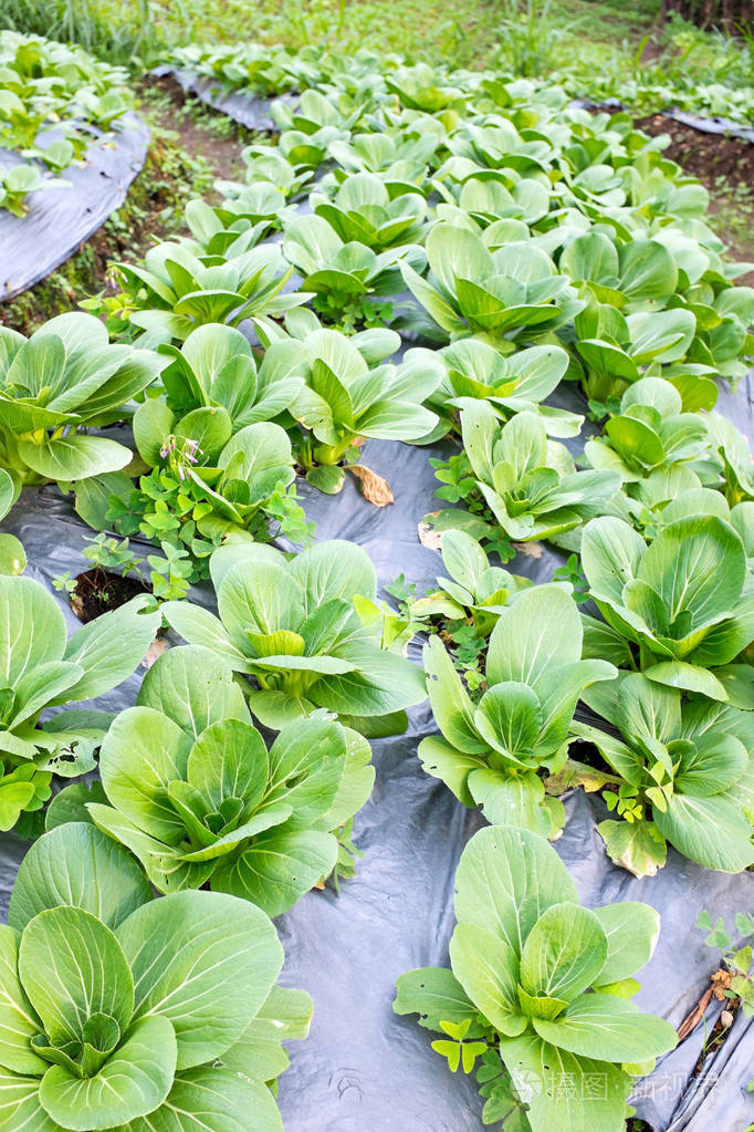 从印度尼西亚爪哇农村蔬菜种植