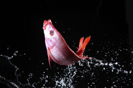 鱼用干净的水照片