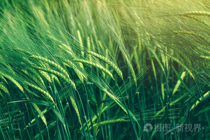 青麦禾谷类作物生长在田地照片-正版商用图片0yej1y-摄图新视界