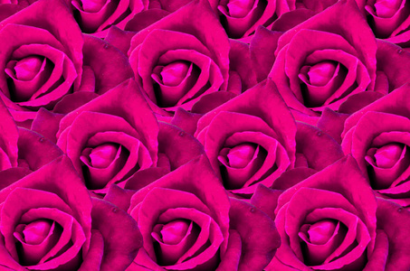 紫玫瑰背景