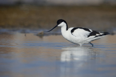 avocet recurvirostra avosetta