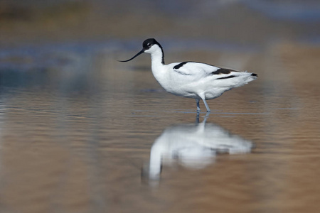 avocet recurvirostra avosetta