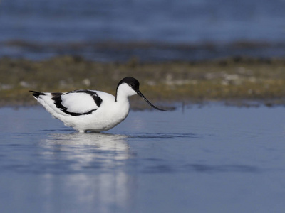 avocet recurvirostra avosetta