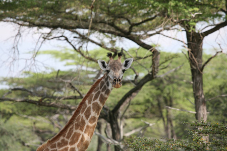 野生长颈鹿非洲热带草原肯尼亚长颈鹿骆驼