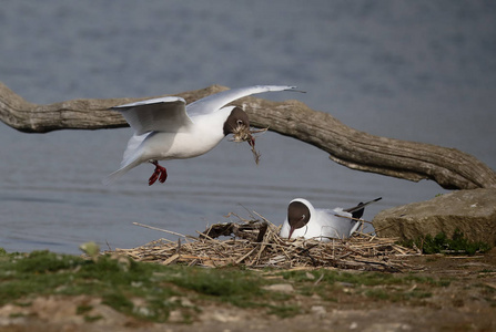 嘴鸥，chroicocephalus ridibundus