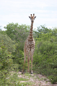野生长颈鹿非洲热带草原肯尼亚长颈鹿骆驼