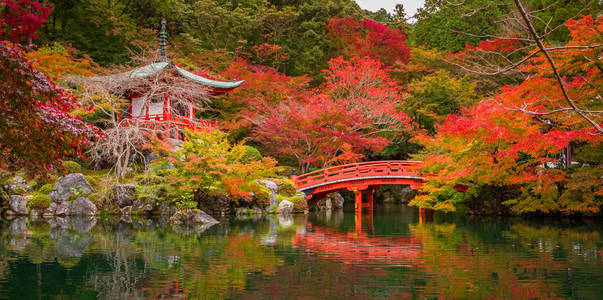 美丽的秋天，在丰富多彩的枫树，京都的日本花园