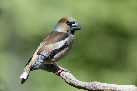 hawfinch，coccothraustes coccothraustes