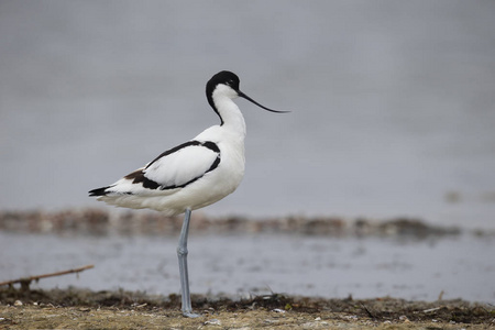 avocet recurvirostra avosetta