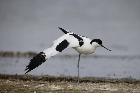 avocet recurvirostra avosetta