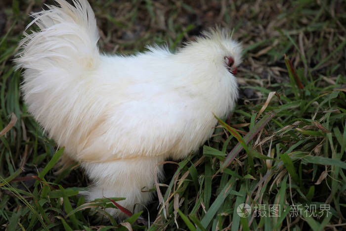 东南亚,不寻常的白鸡,泰国,东南亚照片-正版商用图片0yem0q-摄图新