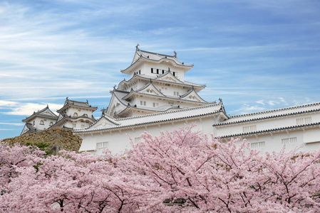 樱花盛开的花和姬路城堡在日本兵库县姬路市