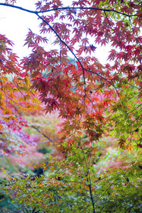 枝叶繁茂的日本槭树在秋天期间在日本京都花园