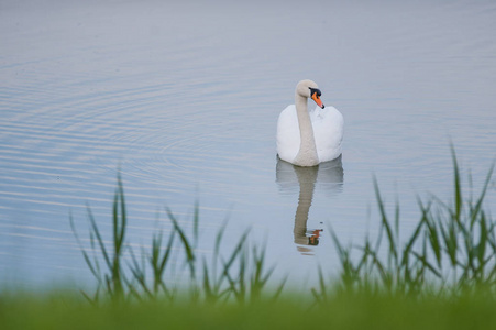 美丽的白天鹅在湖中漂浮
