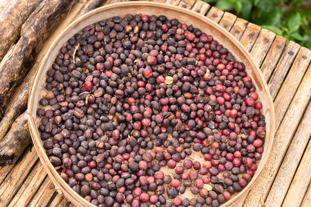 原有机咖啡豆。热带异国情调的巴厘岛，印度尼西亚。正宗的巴厘岛咖啡咖啡种植园。在一个木制的背景上咖啡