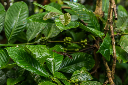 正宗有机咖啡阿拉比卡咖啡种植园的热带巴厘岛，印度尼西亚