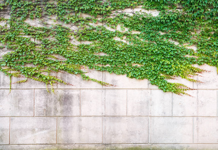 在混凝土墙上的绿色常春藤