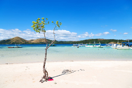 在美丽的小岛由于上述和树照片