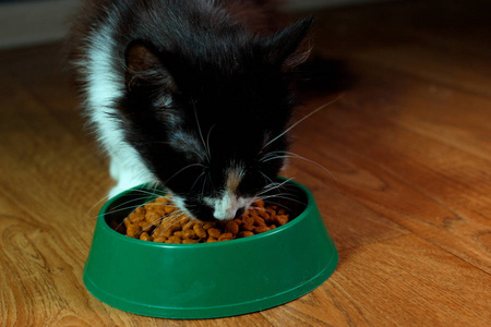 国内的可爱猫咪吃的食物