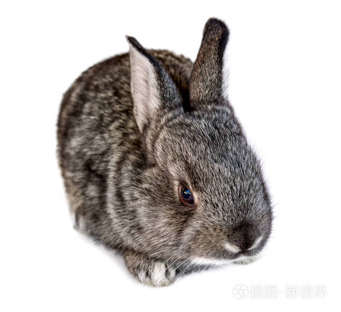 一只小兔子在白色背景上孤立的照片