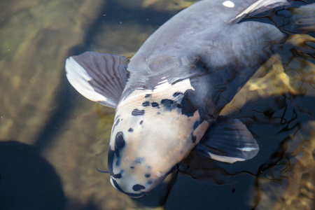 黑龙江野鲤锦鲤鱼