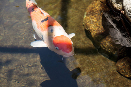 黑龙江野鲤锦鲤鱼