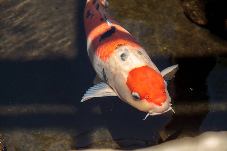 黑龙江野鲤锦鲤鱼