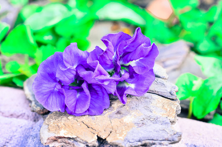 大豆花素材图片 大豆花图片素材下载 摄图新视界