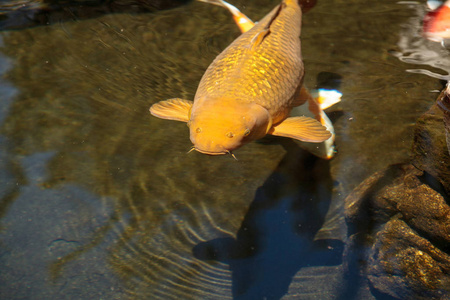 黑龙江野鲤锦鲤鱼